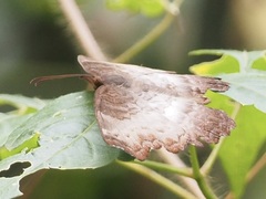 Ariadne enotrea