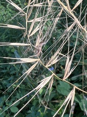 Pisaurina mira