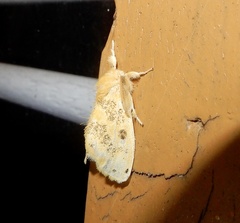 Artaxa guttata