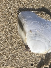Rexithaerus secta