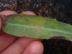 Coleosporium