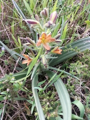Wachendorfia multiflora