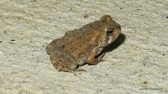 Anaxyrus americanus