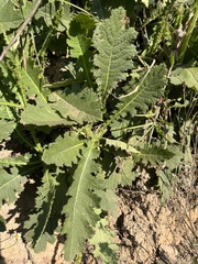 Berkheya umbellata