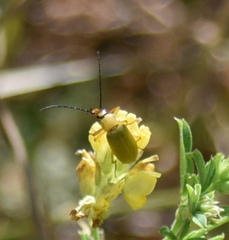 Cteniopus sulphureus