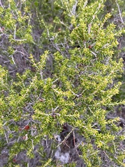 Erica manipuliflora