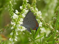 Satyrium acadica