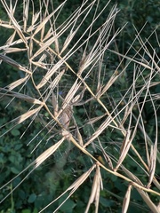 Pisaurina mira