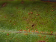 Coleosporium