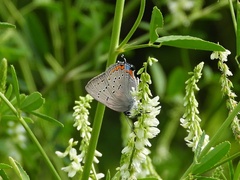 Satyrium acadica