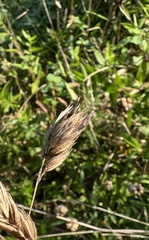 Claviceps arundinis