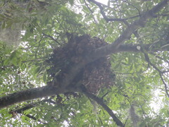 Sciurus carolinensis