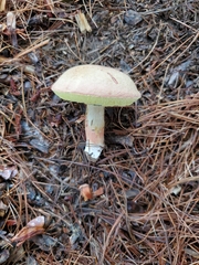 Boletaceae