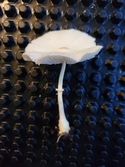 Leucocoprinus cepistipes