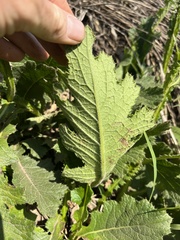 Berkheya umbellata