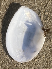 Rexithaerus secta