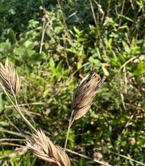 Claviceps arundinis