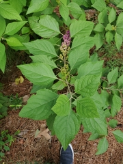 Callicarpa americana