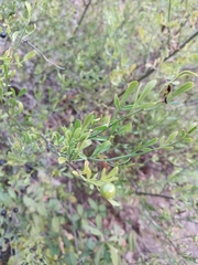 Chrysojasminum fruticans
