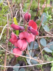 Indigofera procumbens