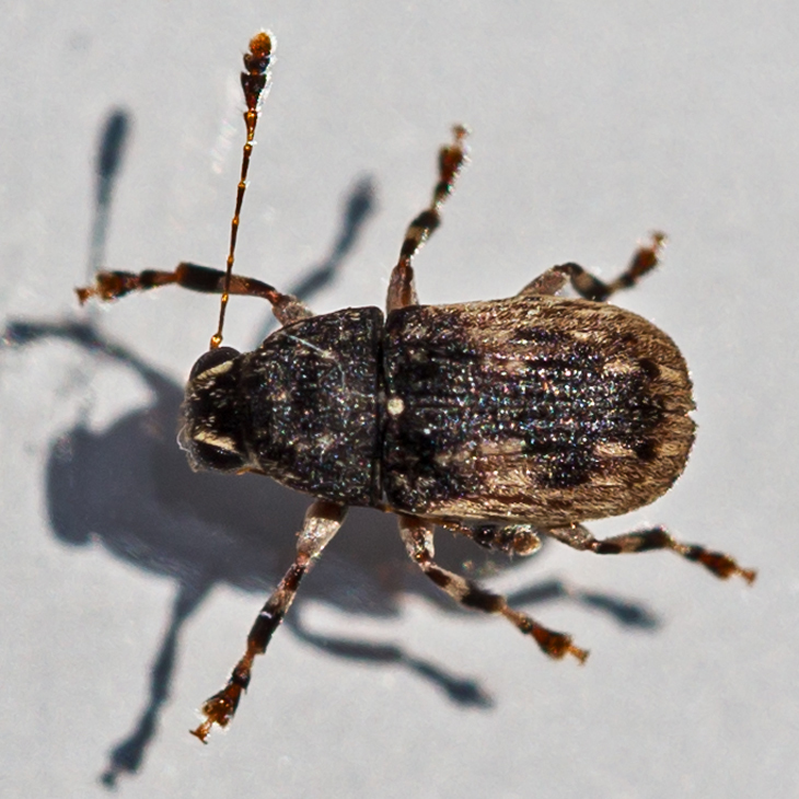 Piesocorynus lateralis