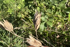 Claviceps arundinis