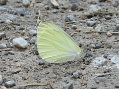 Pieris oleracea