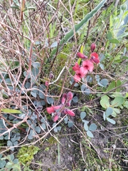 Indigofera procumbens