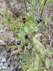 Chrysojasminum fruticans