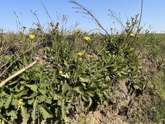 Berkheya umbellata