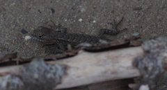 Sceloporus consobrinus