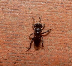 Tetragonula