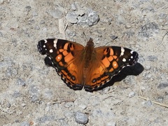 Vanessa virginiensis