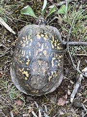 Terrapene carolina