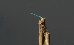Erythromma lindenii