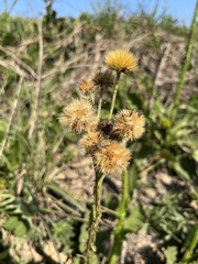 Berkheya umbellata