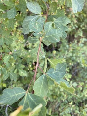 Rhus trilobata