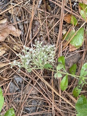 Sericocarpus tortifolius