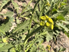 Berkheya umbellata