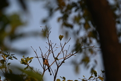 Dendrocitta vagabunda