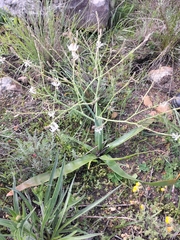 Trachyandra muricata