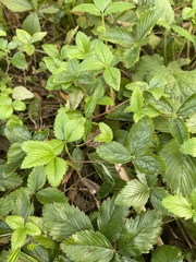 Fragaria vesca