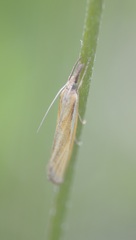 Agriphila