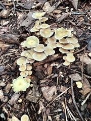 Gerronema strombodes