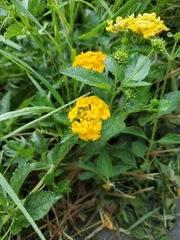 Lantana × hybrida