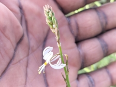 Trachyandra muricata