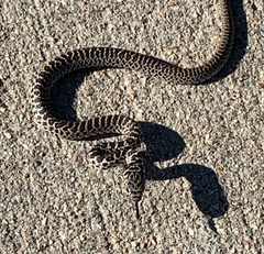 Coluber constrictor flaviventris