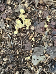 Gerronema strombodes