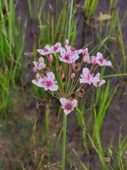 Butomus umbellatus
