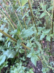 Urtica dioica